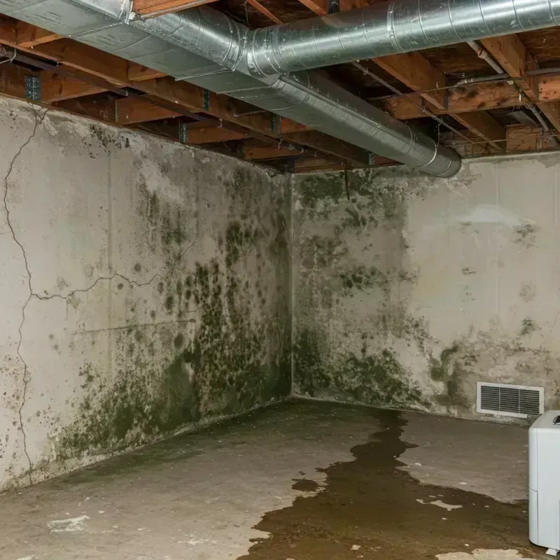 Professional Mold Removal in Colfax, CA